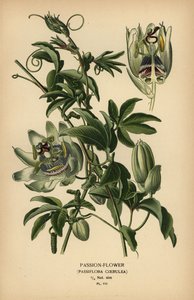 Blaue Passionsblume, Passiflora caerulea