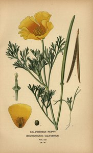 Kalifornischer Mohn, Eschscholzia californica von Désiré Georges Jean Marie Bois