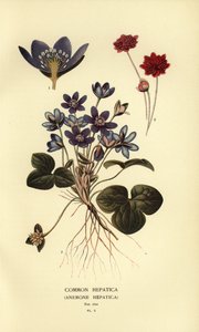 Leberblümchen, Anemone hepatica von Désiré Georges Jean Marie Bois
