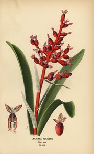 Korallenbeere, Aechmea fulgens