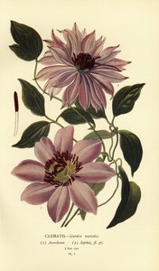 Gartenarten von Clematis von Désiré Georges Jean Marie Bois