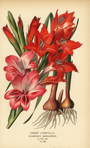 Genter Gladiole, Gladiolus x gandavensis. Chromolithographie nach einer Illustration von Desire Bois aus Edward Step