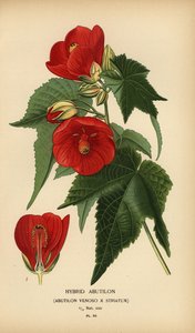 Hybrid-Abutilon, Abutilon pictum von Désiré Georges Jean Marie Bois