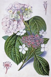 Hortensie, frühes 20. Jahrhundert (Illustration)