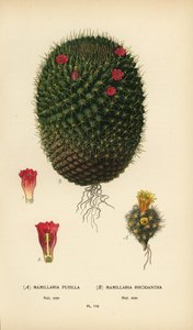 Mammillaria prolifera und Mammillaria rhodantha
