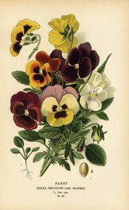 Stiefmütterchen, Viola tricolor