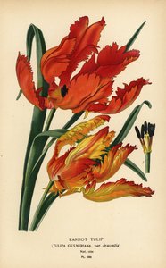Papageientulpe, Tulipa gesneriana var. dracontia von Désiré Georges Jean Marie Bois