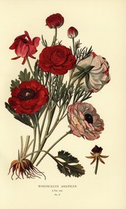 Persische Ranunkeln, Ranunculus asiaticus von Désiré Georges Jean Marie Bois