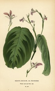 Gebetspflanze, Maranta leuconeura