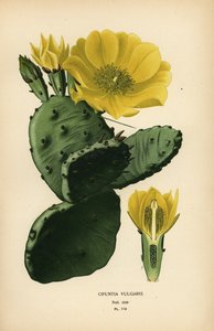 Feigenkaktus, Opuntia ficus-indica von Désiré Georges Jean Marie Bois
