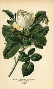 Rose Baroness Rothschild, Hybrid-Perpetual. von Désiré Georges Jean Marie Bois