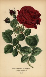 Rose General Jacqueminot, Hybrid-Perpetual von Désiré Georges Jean Marie Bois