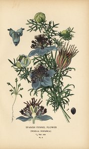 Spanischer Fenchel, Nigella hispanica von Désiré Georges Jean Marie Bois