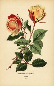 Teerosenhybrid, Safrano, Rosa × odorata von Désiré Georges Jean Marie Bois