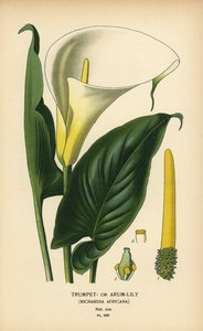 Trompetenlilie, Aronstab oder Calla-Lilie, Zantedeschia aethiopica