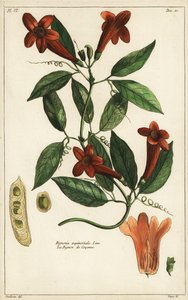 Knoblauchrebe, Bignonia aequinoctialis, Linn