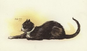 Savoyer Katze