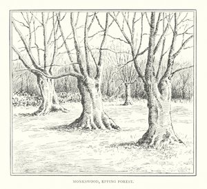 Monkswood, Epping Forest von Duncan Moul