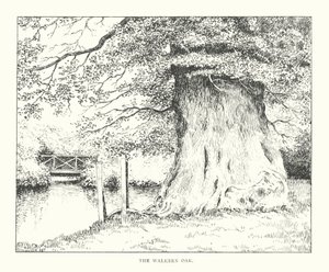 Die Walkern-Eiche