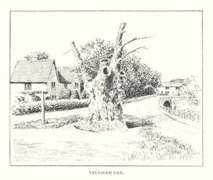 Yeldham Oak