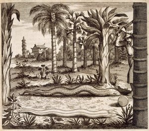 Die Steinschlange, aus China Illustrata von Athanasius Kircher (1601-80), 1667 von Dutch School