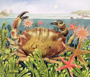 Gefurchte Krabbe mit Seestern unter Wasser, 1997 von E.B. Watts