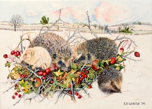 Igel im Hecken-Korb, 1996