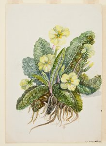 Primula vulgaris Huds (Primel), um 1920er