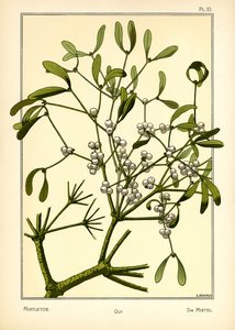 Die Mistel von E. Hervegh