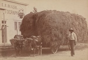 Albuminabzug eines Mannes mit einem vollen Heuwagen, 1894-1904 von E. K. Blush