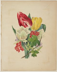 Tulpenstrauß, aus Floras Wörterbuch, 1838
