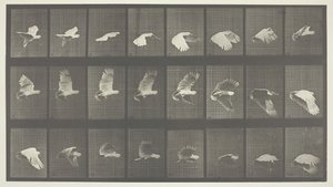 Tierbewegung, Tafel 758, 1887 von Eadweard Muybridge