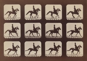 Haltungen von Tieren in Bewegung, 1879, gedruckt 1881 von Eadweard Muybridge