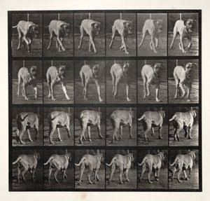 Dread Trotting, 1887 von Eadweard Muybridge