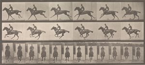 [Pferd und Reiter im Galopp], 1883-86, gedruckt 1887 von Eadweard Muybridge