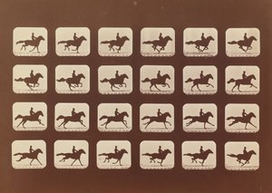 Pferde. Laufen. Phyrne L. Nr. 40, 1879 von Eadweard Muybridge