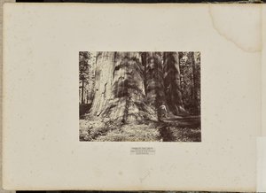 Mammutbaumhain, Calaveras County, Kalifornien. Die Salem Hexengruppe. Durchschnittlich 300 Fuß hoch, 65 Fuß im Umfang von Eadweard J. Muybridge