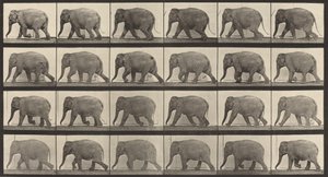 Tafel Nummer 733. Elefant im Gehen, 1887