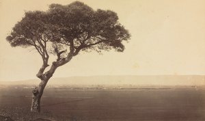 Unbetitelte Landschaft bei Watsonville, Kalifornien, ca. 1879 von Eadweard Muybridge
