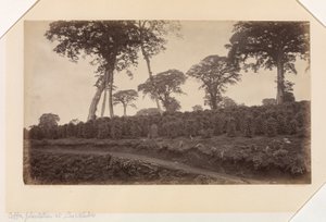 Kaffeeplantage bei Las Nubes, Guatemala von Eadweard Muybridge
