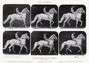 Eadweard Muybridge: Der Schritt