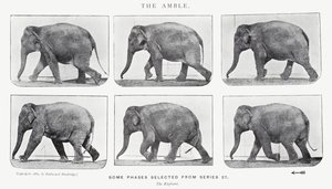 Eadweard Muybridge: Der Schritt von Eadweard Muybridge