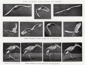 Eadweard Muybridge: Der Flug und Gang der Vögel (s/w Foto)