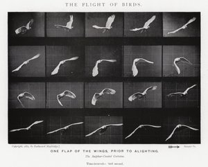 Eadweard Muybridge: Der Flug der Vögel (s/w Foto) von Eadweard Muybridge