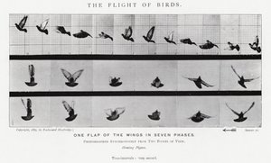 Eadweard Muybridge: Der Flug der Vögel (s/w Foto)