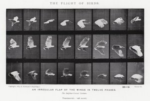 Eadweard Muybridge: Der Flug der Vögel (s/w Foto)