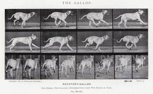 Der Galopp von Eadweard Muybridge