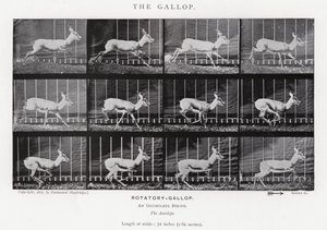Der Galopp