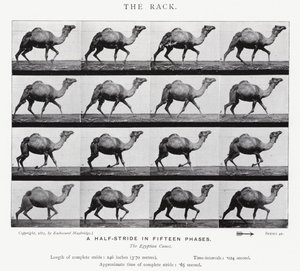 Der Galopp von Eadweard Muybridge