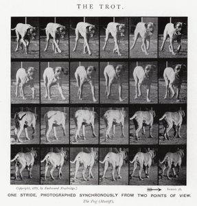 Eadweard Muybridge: Der Trab